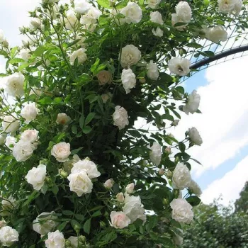 Alb cu mijlocul roz - trandafiri pomisor - Trandafir copac cu trunchi înalt – cu flori teahibrid