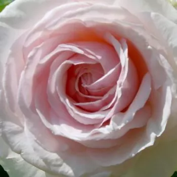 Ružová - školka - eshop  - biela - ružová - stromčekové ruže - Stromkové ruže s kvetmi čajohybridov - Schwanensee® - mierna vôňa ruží - kyslá aróma