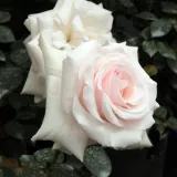 Trandafiri climber - trandafir cu parfum discret - comanda trandafiri online - Rosa Schwanensee® - alb - roz