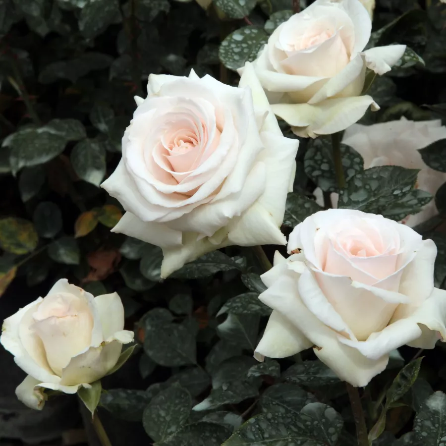 Schwanensee® - Rózsa - Schwanensee® - online rózsa vásárlás