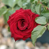 čajohybrid - červený - mierna vôňa ruží - jahodový - Rosa Schwarze Madonna™ - Ruže - online - koupit