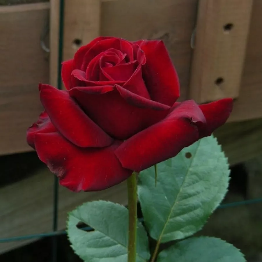 Vörös - Rózsa - Schwarze Madonna™ - Online rózsa rendelés