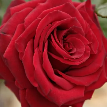 Online rózsa kertészet - teahibrid rózsa - vörös - diszkrét illatú rózsa - eper aromájú - Schwarze Madonna™ - (70-100 cm)