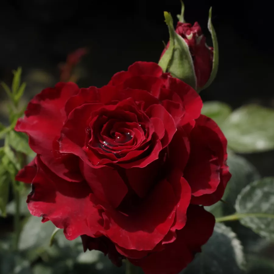 Crvena - Ruža - Schwarze Madonna™ - 