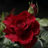 červený - stromčekové ruže - Rosa Schwarze Madonna™ - mierna vôňa ruží - jahodový