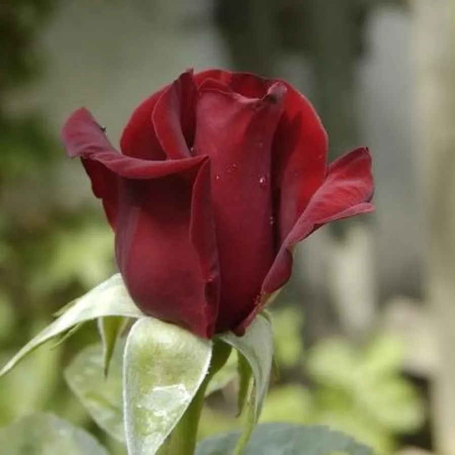 Róża pienna - Róże pienne - z kwiatami hybrydowo herbacianymi - Róża - Schwarze Madonna™ - 