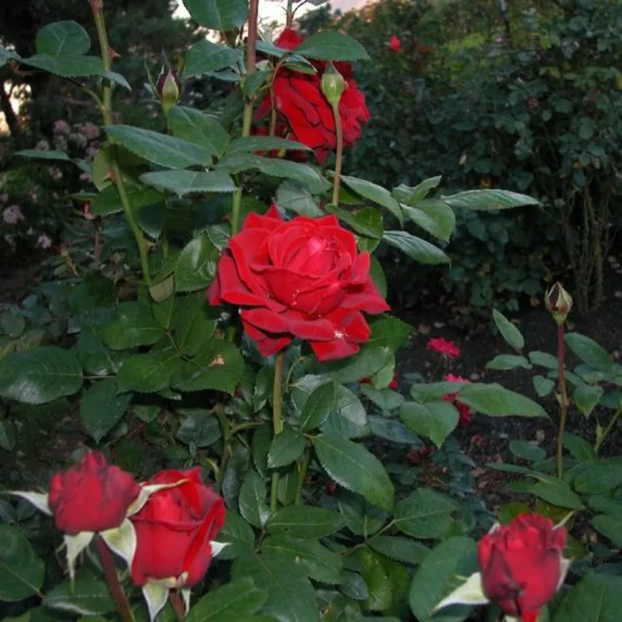120-150 cm - Trandafiri - Schwarze Madonna™ - 