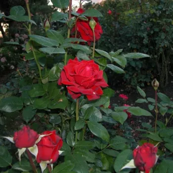 Rojo carmesí muy oscuro que no pierde el color - Árbol de Rosas Híbrido de Té - rosal de pie alto- forma de corona de tallo recto