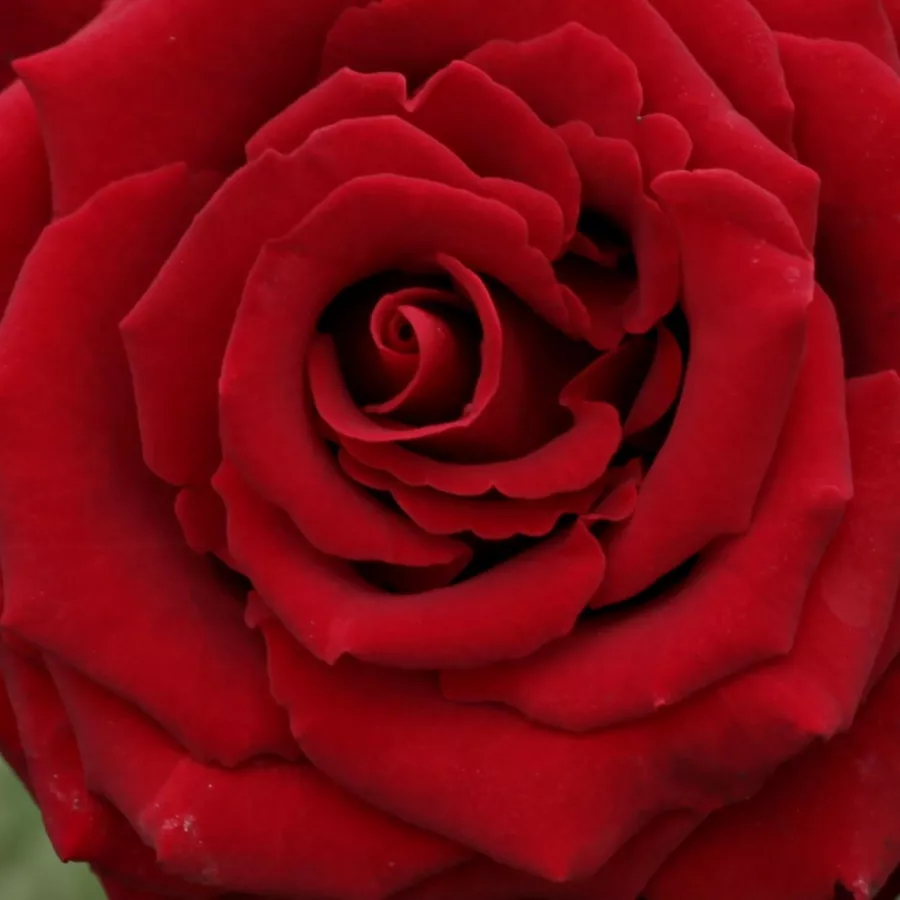 Magányos - Rózsa - Schwarze Madonna™ - Kertészeti webáruház