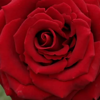Rosa Schwarze Madonna™ - rosa de fragancia discreta - Árbol de Rosas Híbrido de Té - rosal de pie alto - rojo - Wilhelm II Kordes  & Reimer & Werner Kordes- forma de corona de tallo recto - Rosal de árbol con forma de flor típico de las rosas de corte clá