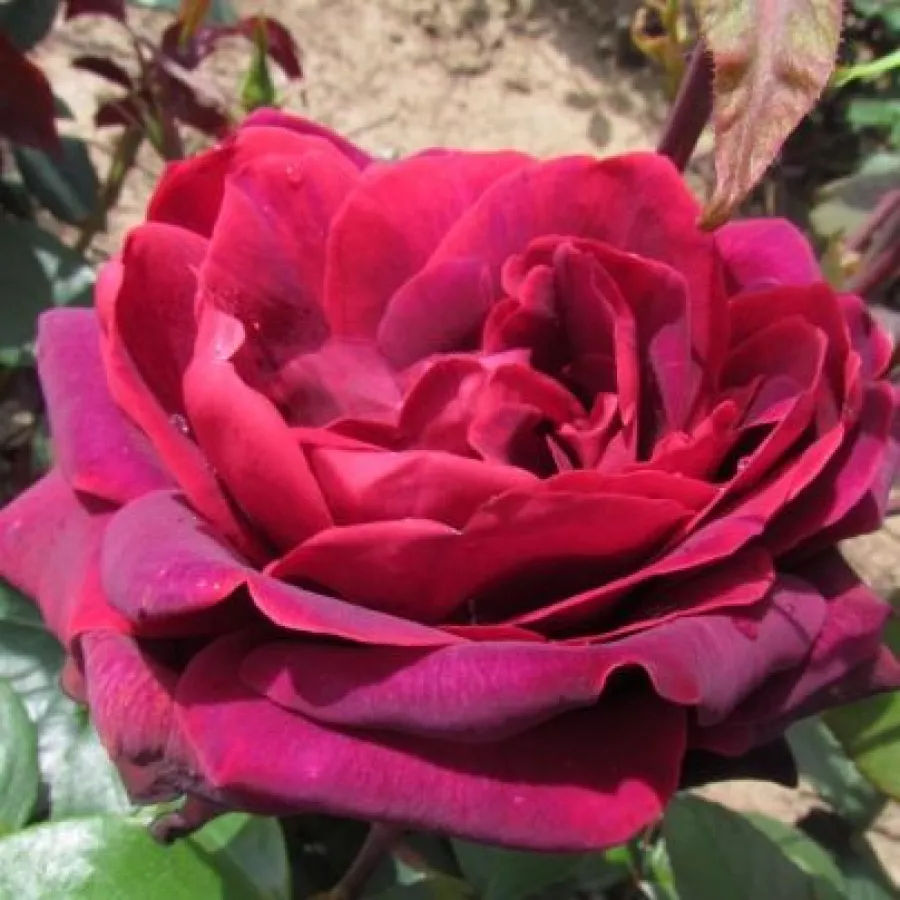 Rojo - Rosa - Sealed with a Kiss™ - rosal de pie alto