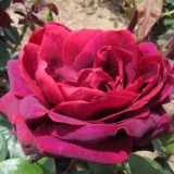 červený - stromčekové ruže - Rosa Sealed with a Kiss™ - intenzívna vôňa ruží - aróma