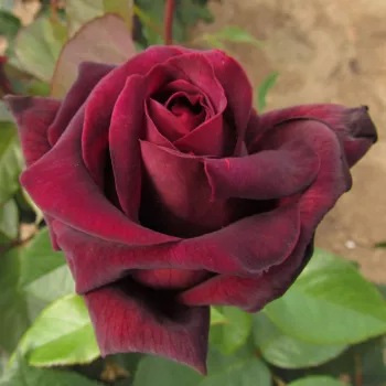 Rosa Sealed with a Kiss™ - roșu - trandafiri pomisor - Trandafir copac cu trunchi înalt – cu flori teahibrid