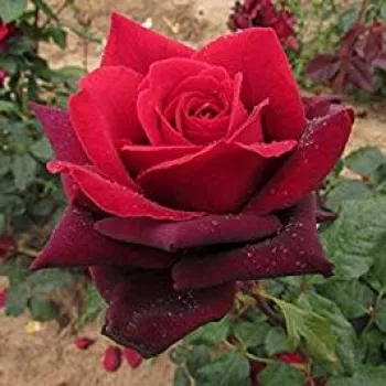 Roșu - trandafiri pomisor - Trandafir copac cu trunchi înalt – cu flori teahibrid