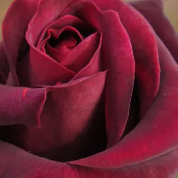 Ružová - školka - eshop  - stromčekové ruže - Stromkové ruže s kvetmi čajohybridov - červený - Sealed with a Kiss™ - intenzívna vôňa ruží - aróma