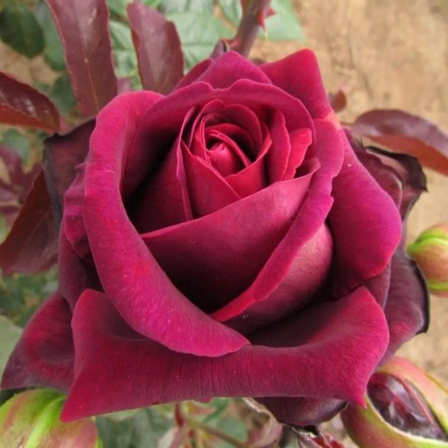 Vrtnice čajevke - Roza - Sealed with a Kiss™ - vrtnice - proizvodnja in spletna prodaja sadik