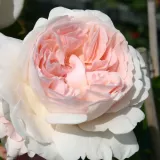 Fehér - rózsaszín - teahibrid rózsa - Online rózsa vásárlás - Rosa Sebastian Kneipp® - intenzív illatú rózsa - fahéj aromájú