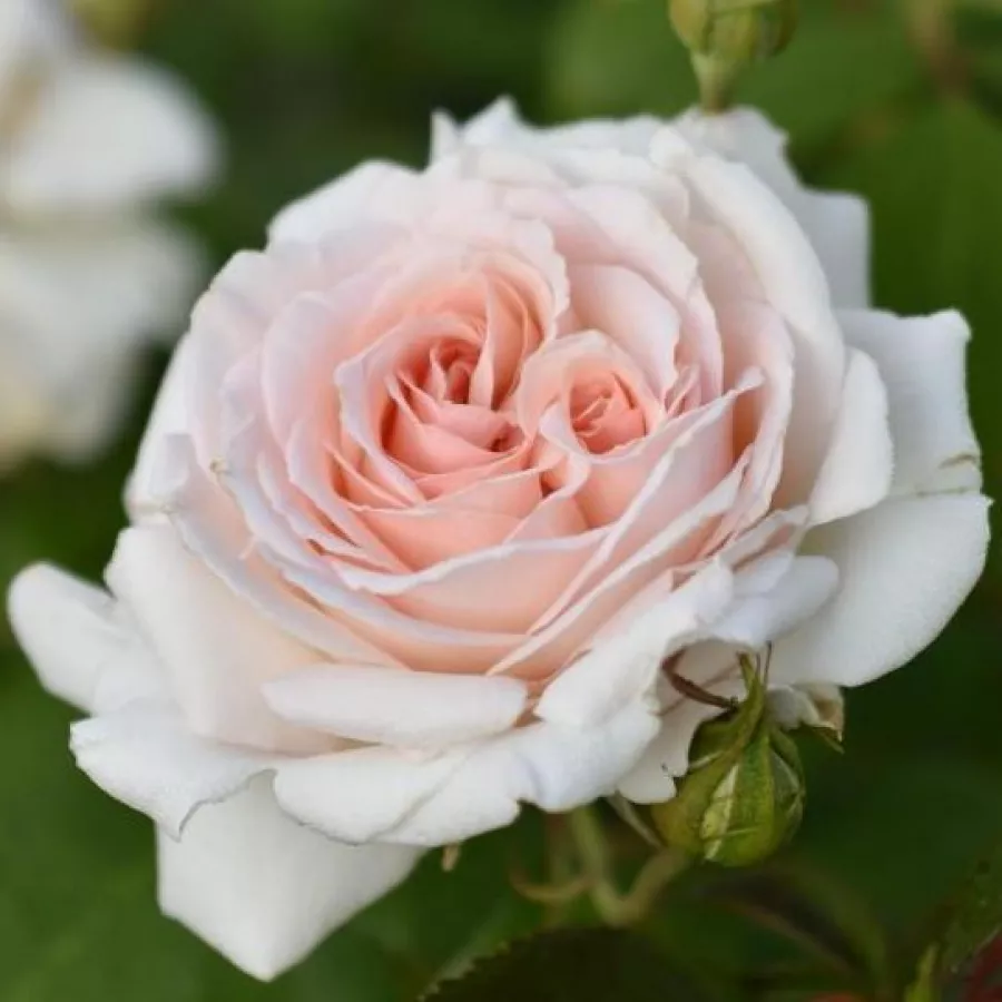 Fehér - rózsaszín - Rózsa - Sebastian Kneipp® - Online rózsa rendelés
