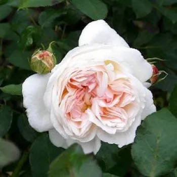 Rosa Sebastian Kneipp® - bianco-rosa - Rose Ibridi di Tea - Rosa ad alberello0