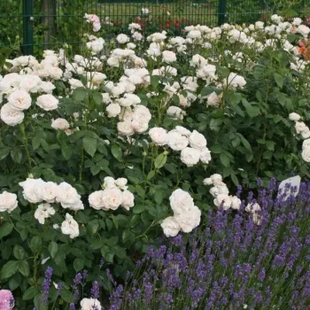 Biały - róż - róża pienna - Róże pienne - z kwiatami hybrydowo herbacianymi
