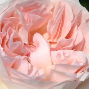Online rózsa kertészet - teahibrid rózsa - fehér - rózsaszín - Sebastian Kneipp® - intenzív illatú rózsa - fahéj aromájú - (80-120 cm)
