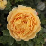 Sárga - angol rózsa - Online rózsa vásárlás - Rosa Ausgold - intenzív illatú rózsa - méz aromájú