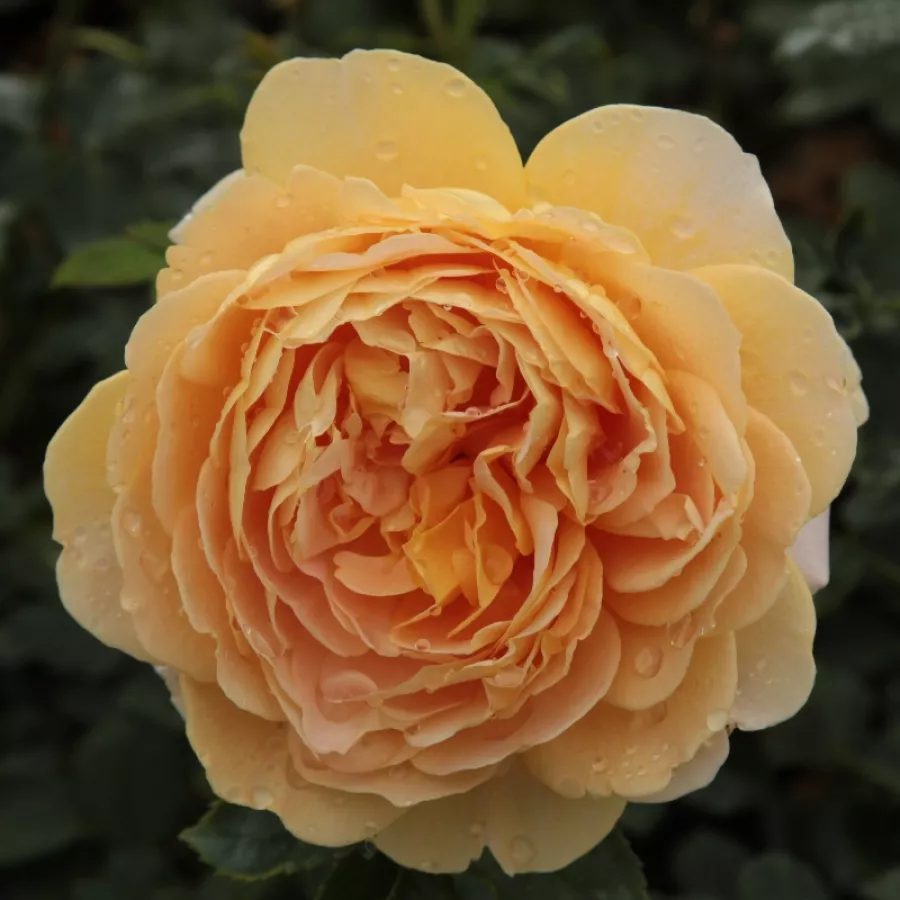 Anglická ruža - Ruža - Ausgold - Ruže - online - koupit