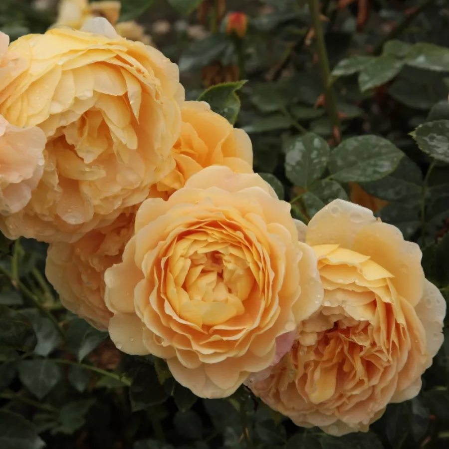 žltá - Ruža - Ausgold - Ruže - online - koupit