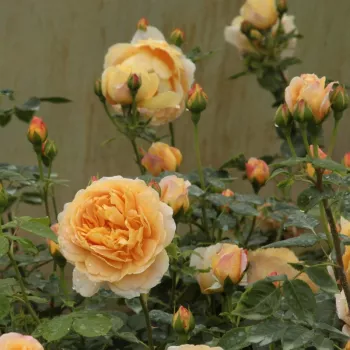 Rosa Ausgold - žuta boja - Engleska ruža