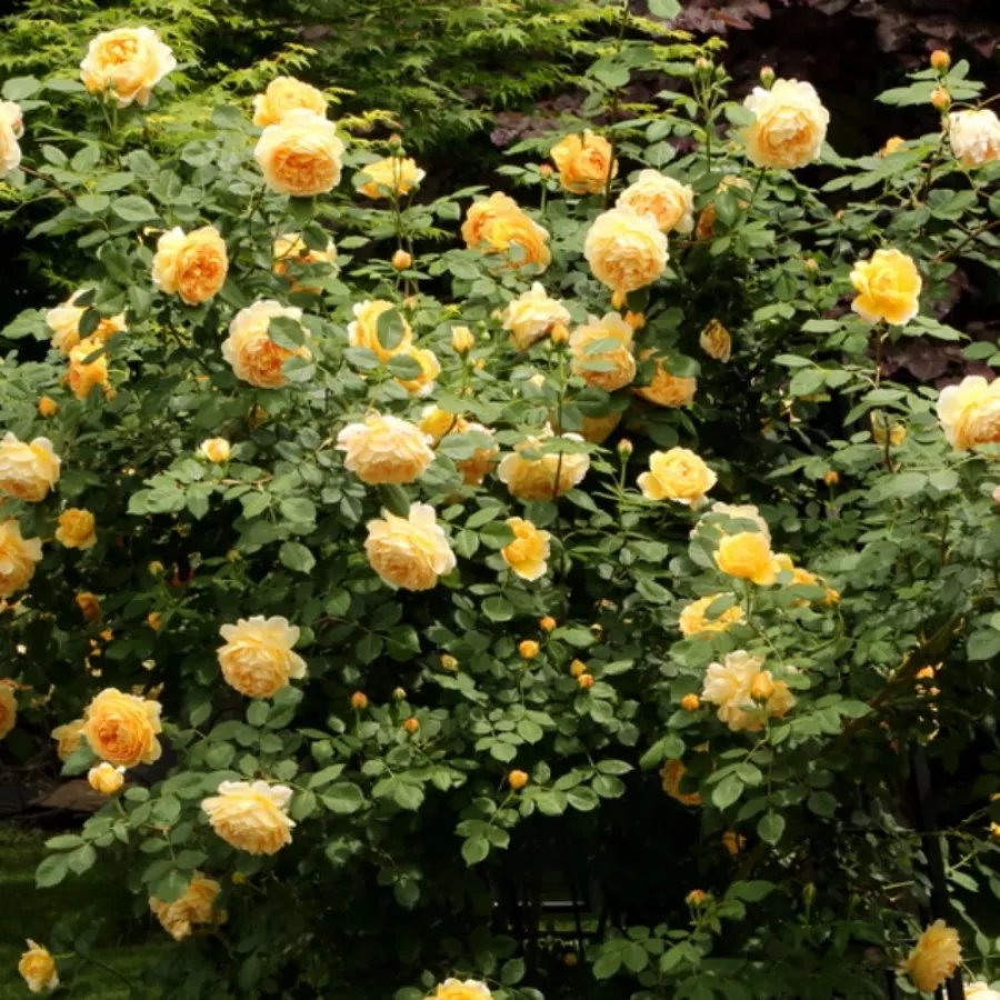 AUSgold - Róża - Ausgold - Szkółka Róż Rozaria
