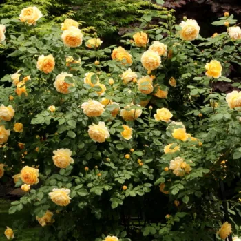 Sötétsárga - angol rózsa - intenzív illatú rózsa - méz aromájú