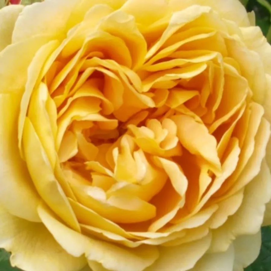 English Rose Collection, Shrub - Roza - Ausgold - Na spletni nakup vrtnice