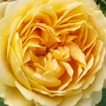 Rosen Shop - englische rosen - gelb - Rosa Ausgold - stark duftend - David Austin - Zauberhafte, tiefgelbe  englische Rose, mit süßlichem Duft.