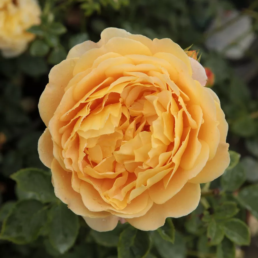Amarillo - Rosa - Ausgold - rosal de pie alto