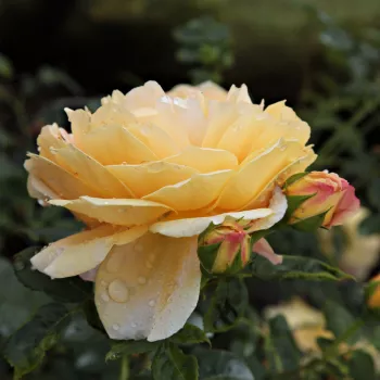 Rosa Ausgold - żółty - róża pienna - Róże pienne - z kwiatami róży angielskiej