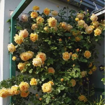 Głęboko-żółty - róża pienna - Róże pienne - z kwiatami róży angielskiej