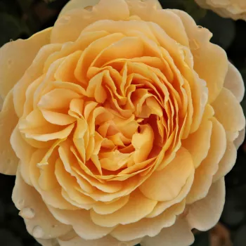 Pedir rosales - amarillo - árbol de rosas inglés- rosal de pie alto - Ausgold - rosa de fragancia intensa - miel