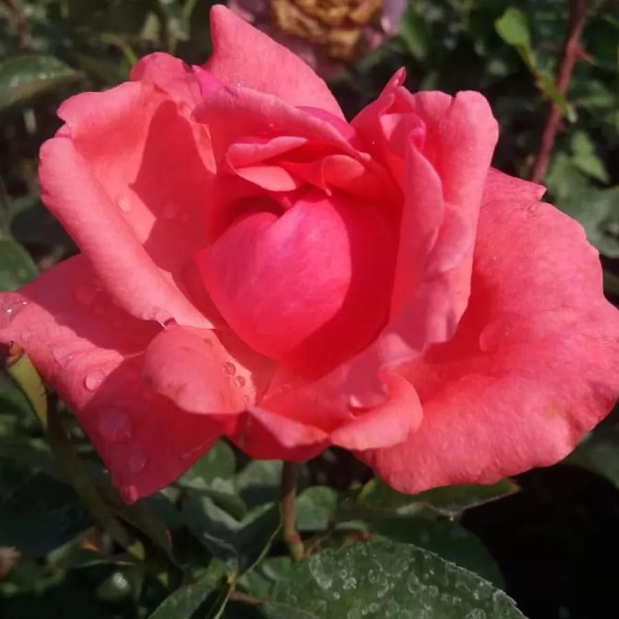 Różowy - Róża - Sebastian Schultheis - Szkółka Róż Rozaria