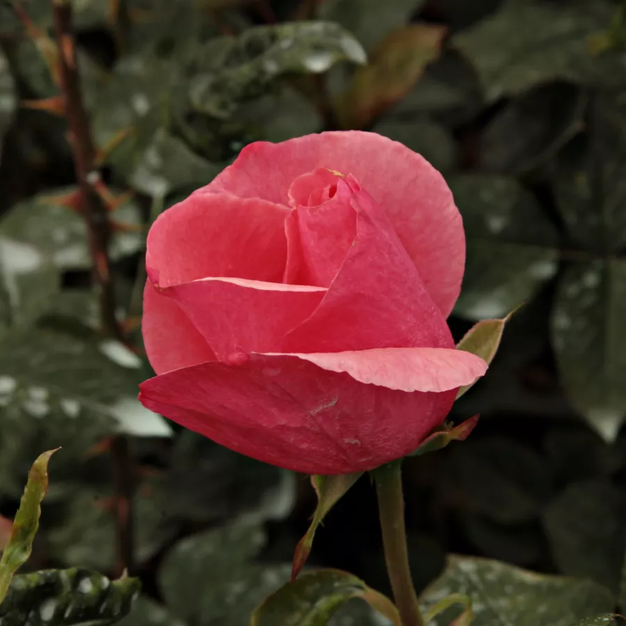 Róża z dyskretnym zapachem - Róża - Sebastian Schultheis - Szkółka Róż Rozaria