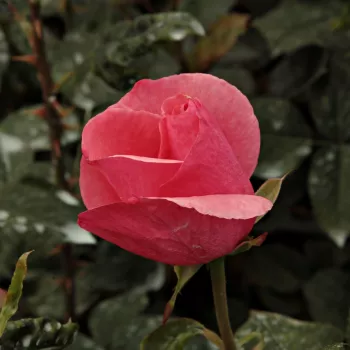 Rosa Sebastian Schultheis - rose - Fleurs hybrid de thé - rosier à haute tige - tiges montantes