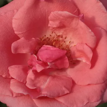 Rosa Sebastian Schultheis - mierna vôňa ruží - Stromkové ruže s kvetmi čajohybridov - ružová - Heinrich Schultheisstromková ruža s rovnými stonkami v korune - -