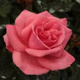 Rózsaszín - diszkrét illatú rózsa - alma aromájú - Online rózsa vásárlás - Rosa Sebastian Schultheis - teahibrid rózsa