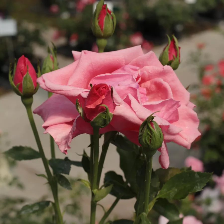 Uniflore - Rosier - Sebastian Schultheis - vente en ligne de plantes et rosiers