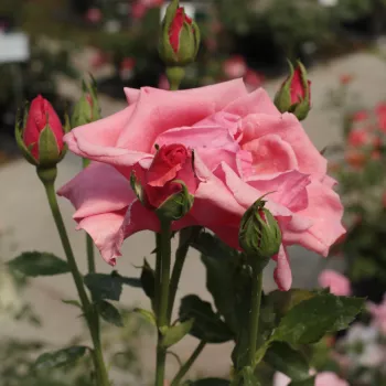 Karminowo-czerwony - róża wielkokwiatowa - Hybrid Tea   (100-150 cm)