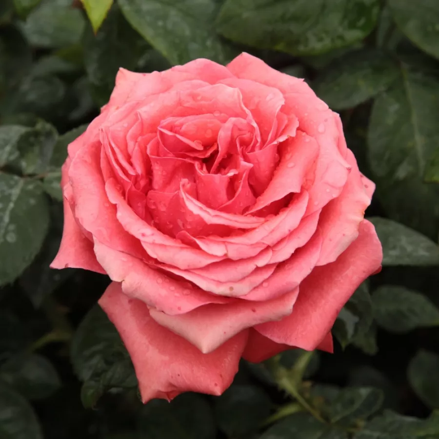 Rose Ibridi di Tea - Rosa - Señora de Bornas™ - Produzione e vendita on line di rose da giardino