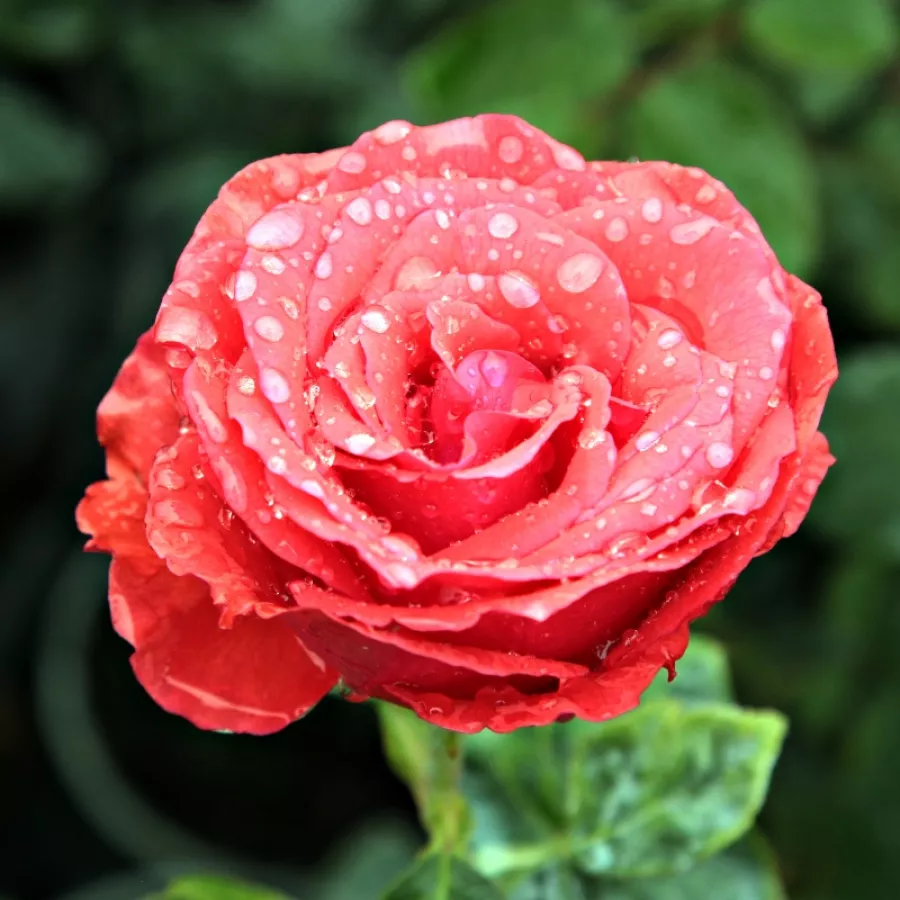 Rojo - Rosa - Señora de Bornas™ - Comprar rosales online