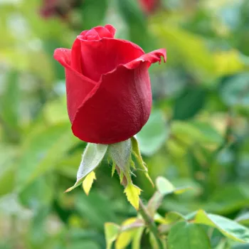 Rosa Señora de Bornas™ - crvena - Ruža čajevke