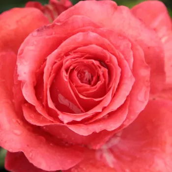 Rózsa kertészet - teahibrid rózsa - vörös - diszkrét illatú rózsa - centifólia aromájú - Señora de Bornas™ - (80-100 cm)