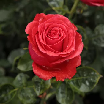 Rosa Señora de Bornas™ - červený - stromčekové ruže - Stromkové ruže s kvetmi čajohybridov