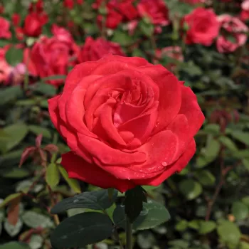 Piros - teahibrid virágú - magastörzsű rózsafa - diszkrét illatú rózsa - centifólia aromájú